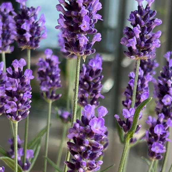 Meet your Posher, Sharon - Picture 1 of 1